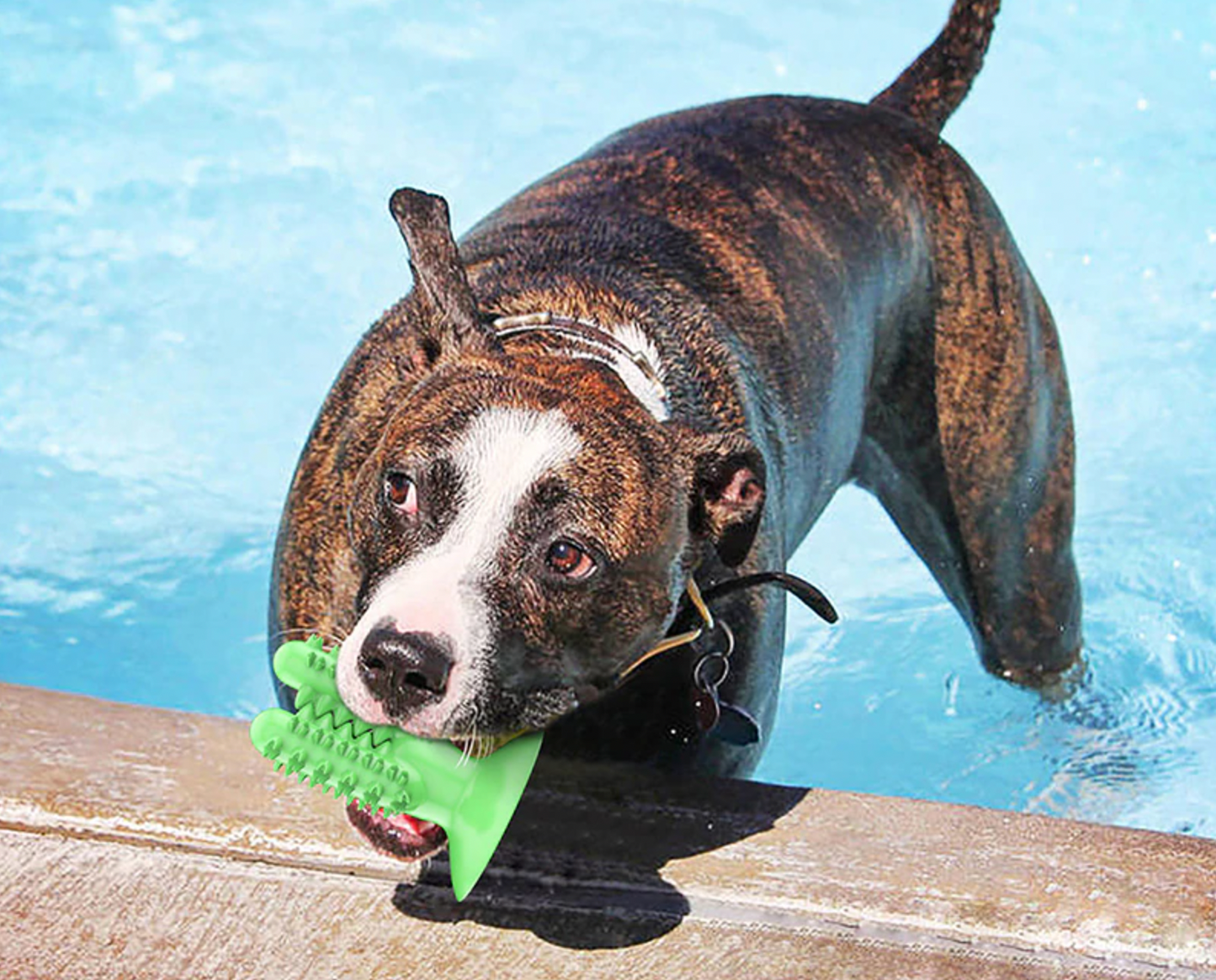 WagChew™ - Dog Toothbrush Cactus Toy