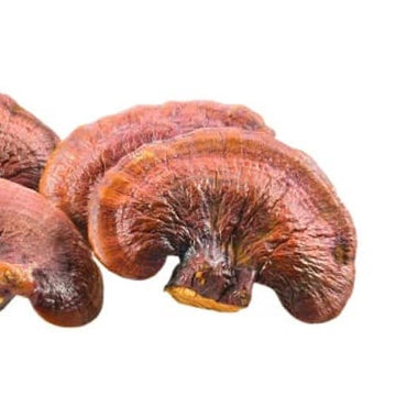 Reishi