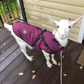 WagJacket™ - Dog Jacket With Harness (Comfy)