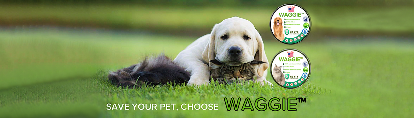 Winkflo flea online and tick collar