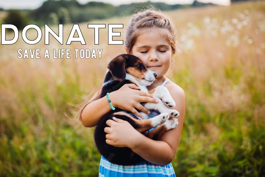 WagBracelet™ - "Save A Pet" Bracelet
