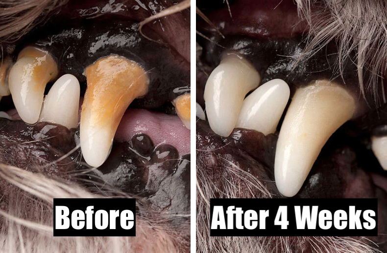 Winkflo hotsell dog toothbrush