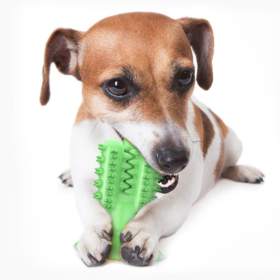 WagChew™ Dog Toothbrush Cactus Toy – Winkflo