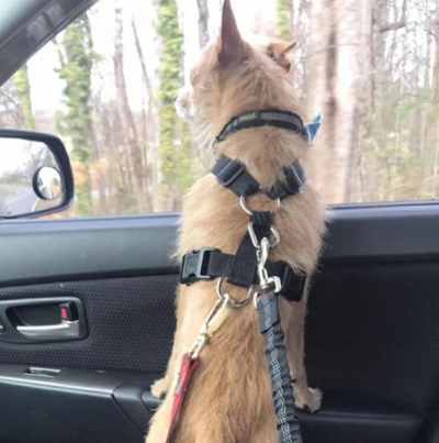 Wagbelt™ - Dog Car Seat Belt